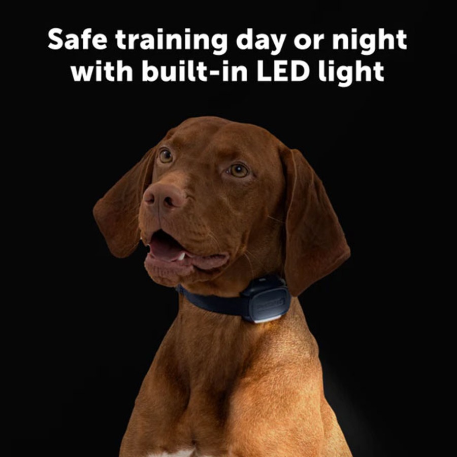 PetSafe Core Trainer Add-A-Dog Additional Collar