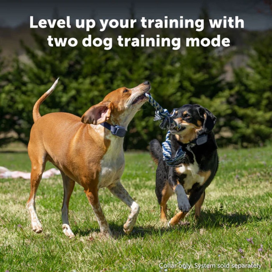PetSafe Core Trainer Add-A-Dog Additional Collar