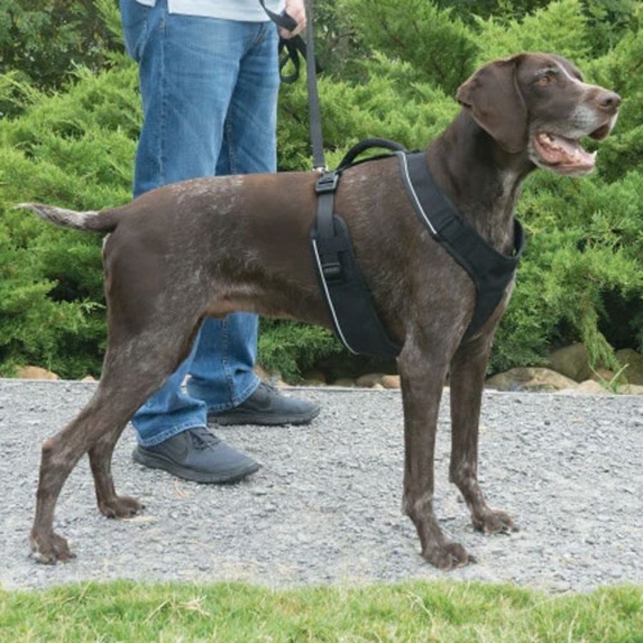 PetSafe EasySport Dog Harness in Black Large