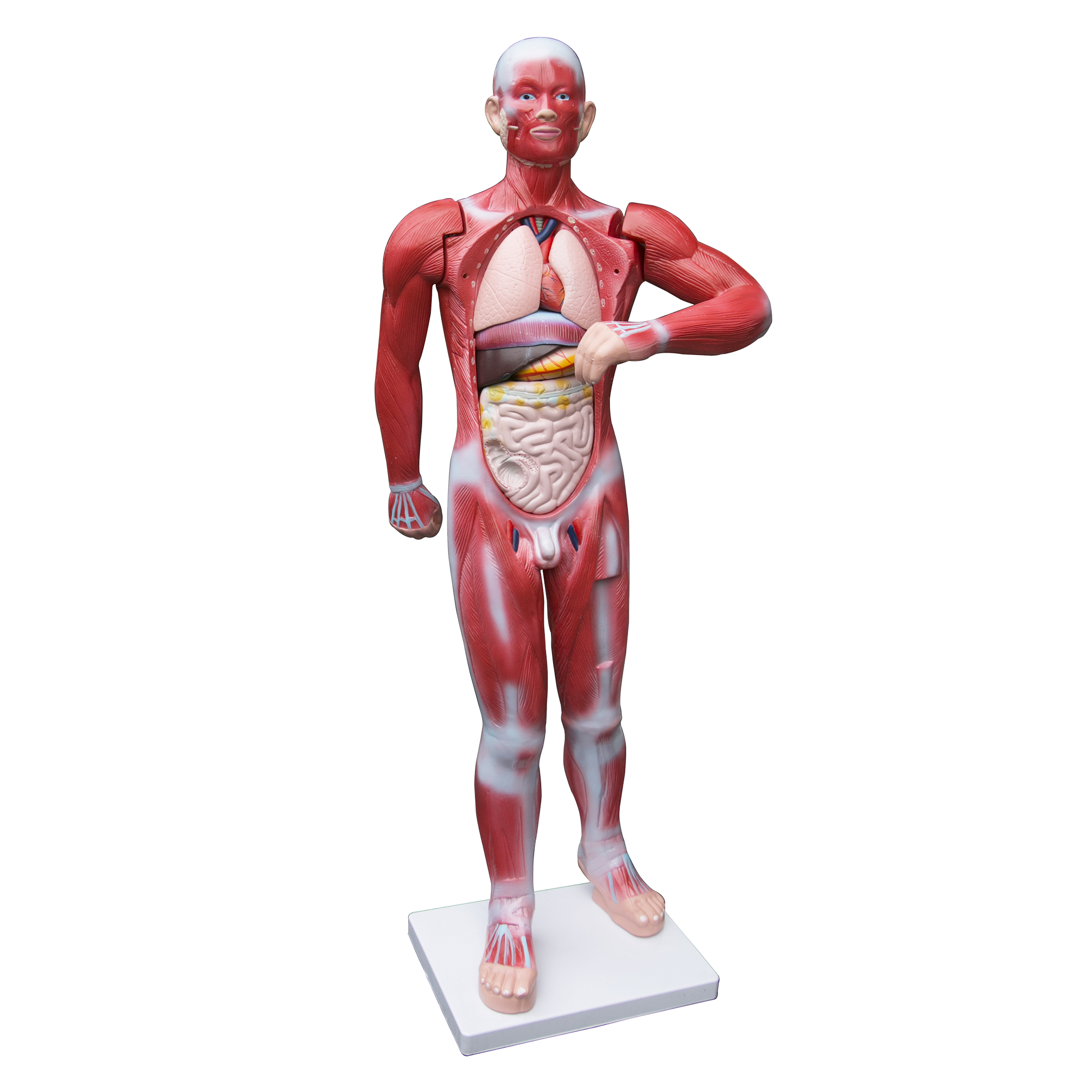 Human Anatomical Muscular Model Muscle System Buy Anatomical Models