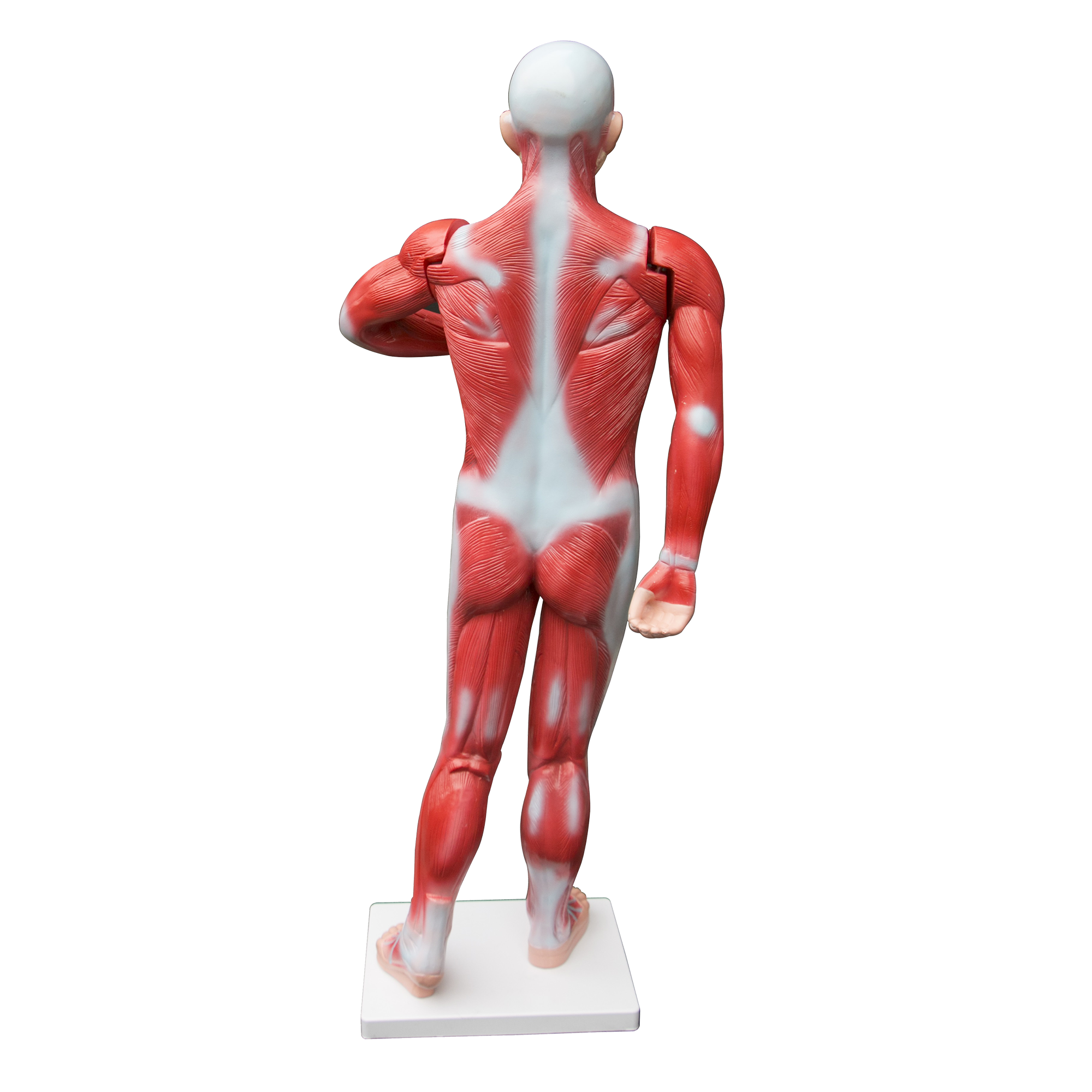 Human Anatomical Muscular Model Muscle System Buy Anatomical Models