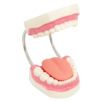 Dental Tooth Brushing Model Teeth Care