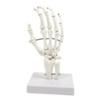 Hand Joint Anatomical Skeleton Model Human Anatomy Study Tool