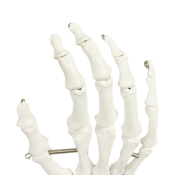 Image 7