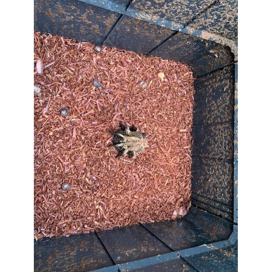 AEROBIN OUTDOOR COMPOST BIN (400L)- GREY