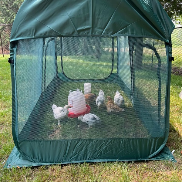 Image 5