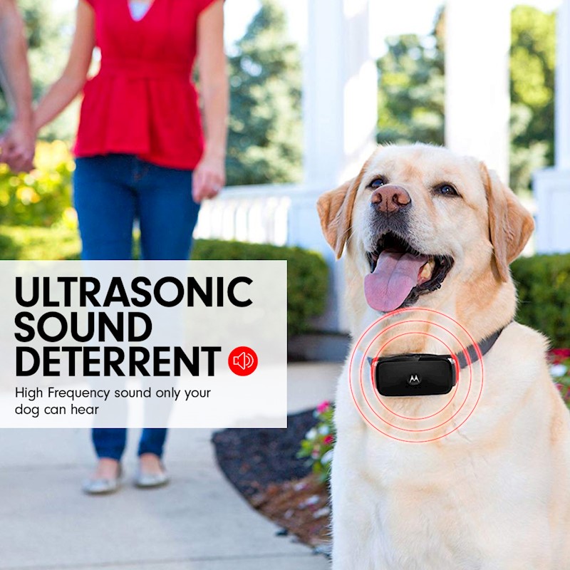 motorola dog collar