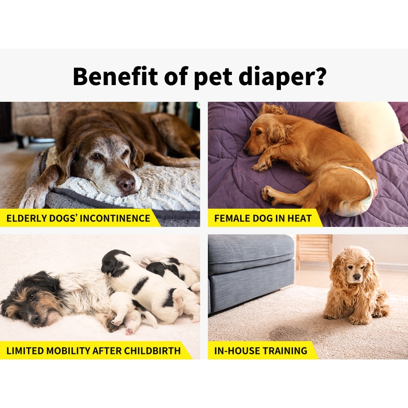 Dog 2024 nappies adelaide