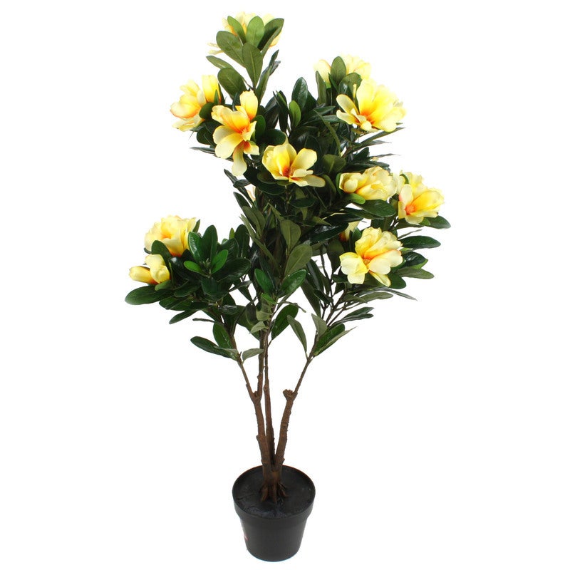 Buy Potted Rhododendron Daurcum - MyDeal