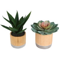 Bari Succulents In Pot