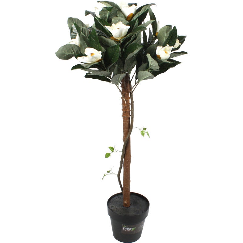 Buy Potted Magnolia Tree - MyDeal