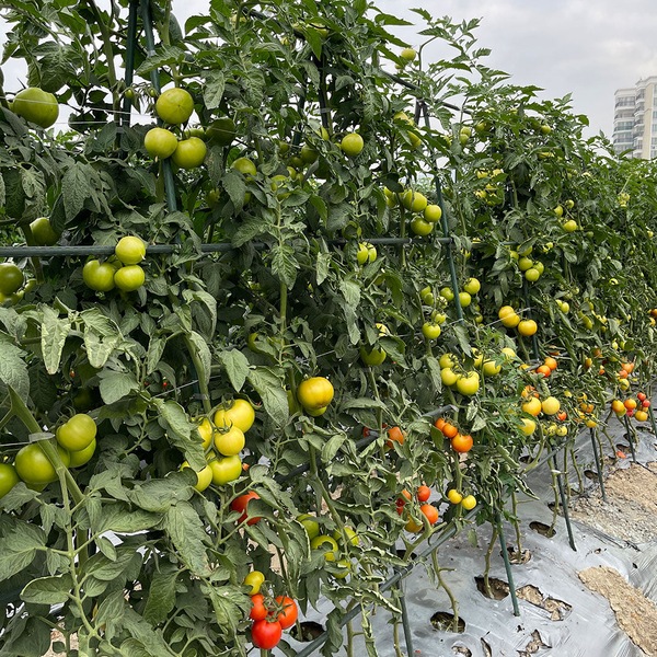Image 12