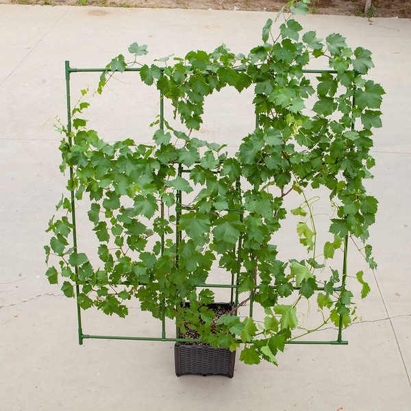 Image 17