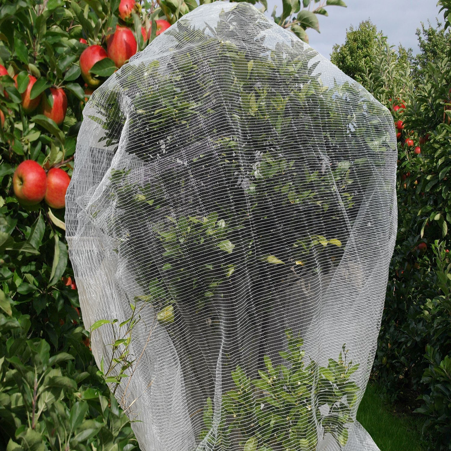 QOZY Fruit Fly Net Insect Mesh Vegetable Garden Plant Crops Bird Protection