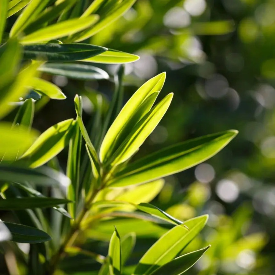 OGX 385ml Refreshing Scalp + Teatree Mint Conditioner