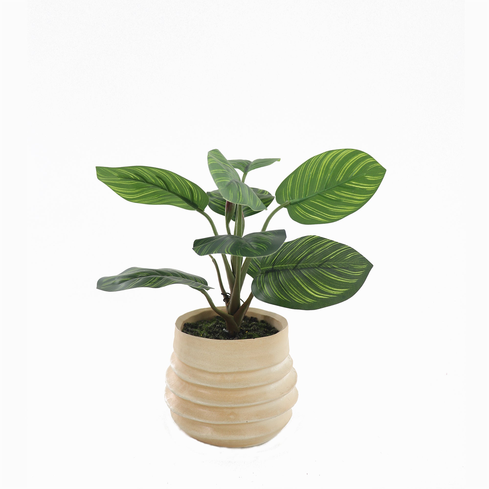 Buy Artificial Arrowroot Plant in Ceramic Pot - MyDeal Australia