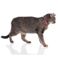 Hunter Canadian Elk Leather Cat Collar
