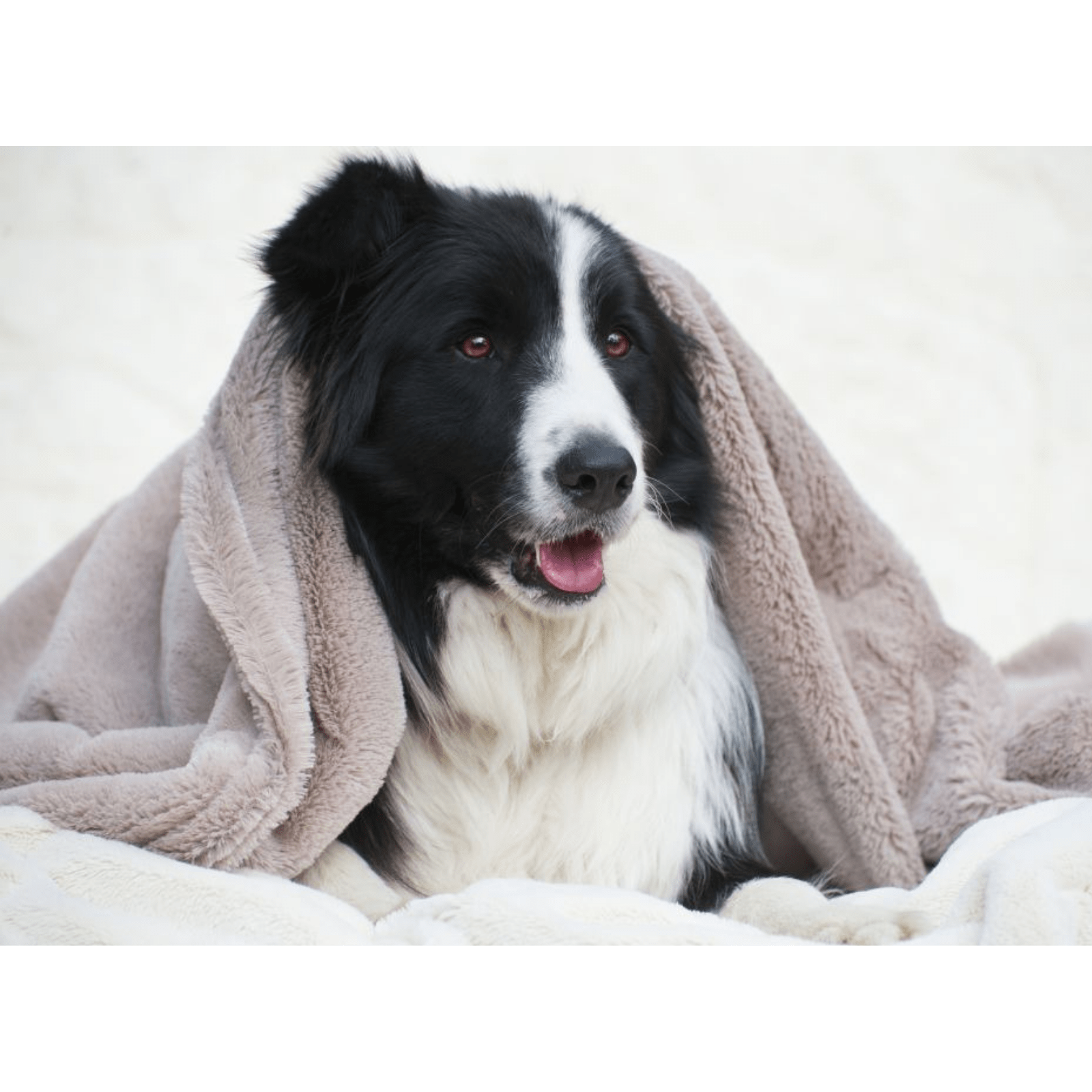 T&S Puppy Mink Dog Blanket