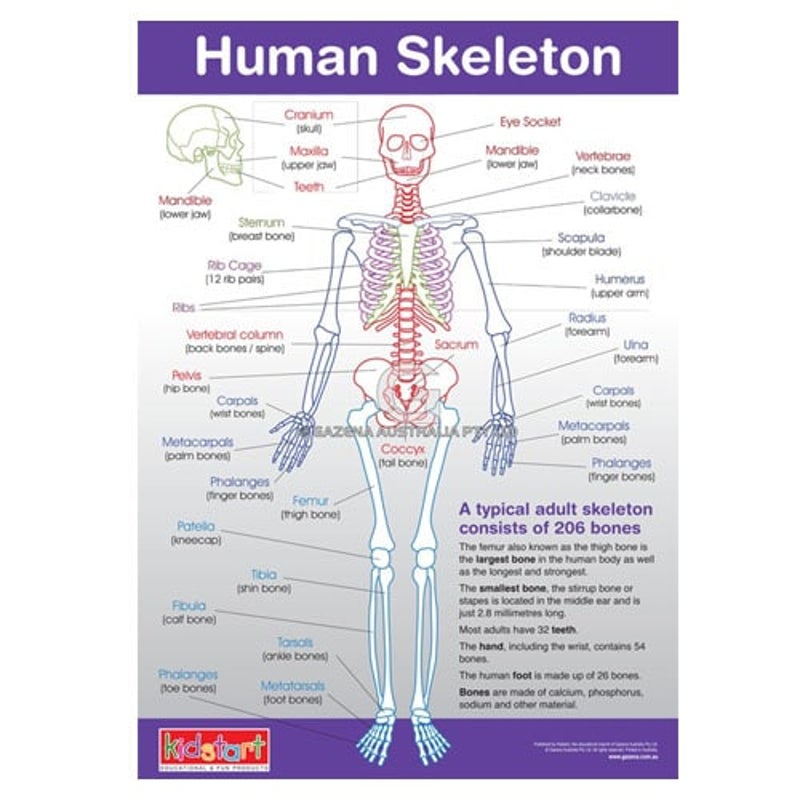 Buy Human Anatomy and Skeleton Chart Educational - MyDeal