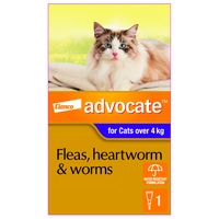 Advocate Cat Large Purple