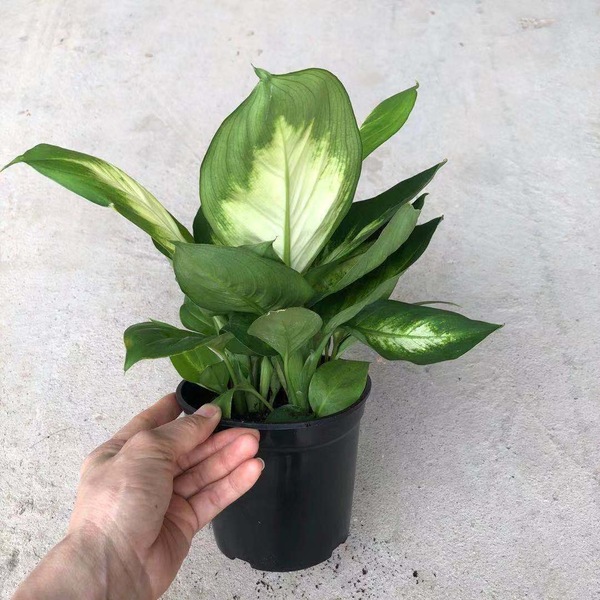Image 8