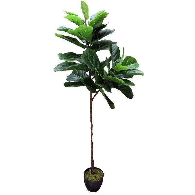 Tall Artificial Fiddle Leaf Fig 170cm Buy Artificial Tall Artificial Fiddle Leaf Fig 170cm Buy Artificial