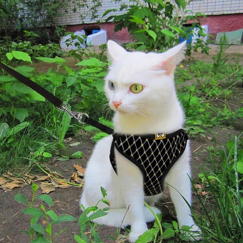 cat collar harness