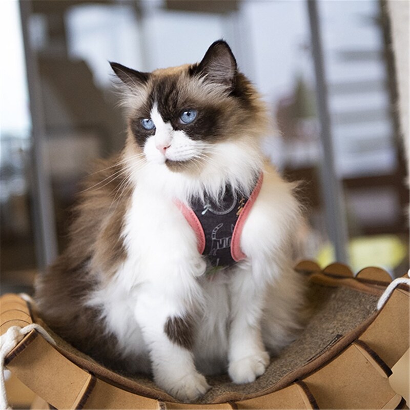 ragdoll harness