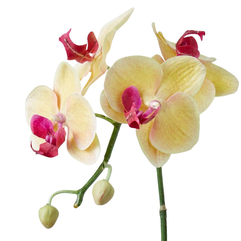 Buy Rogue Phalaenopsis Plant-Garden Pot - Yellow - MyDeal