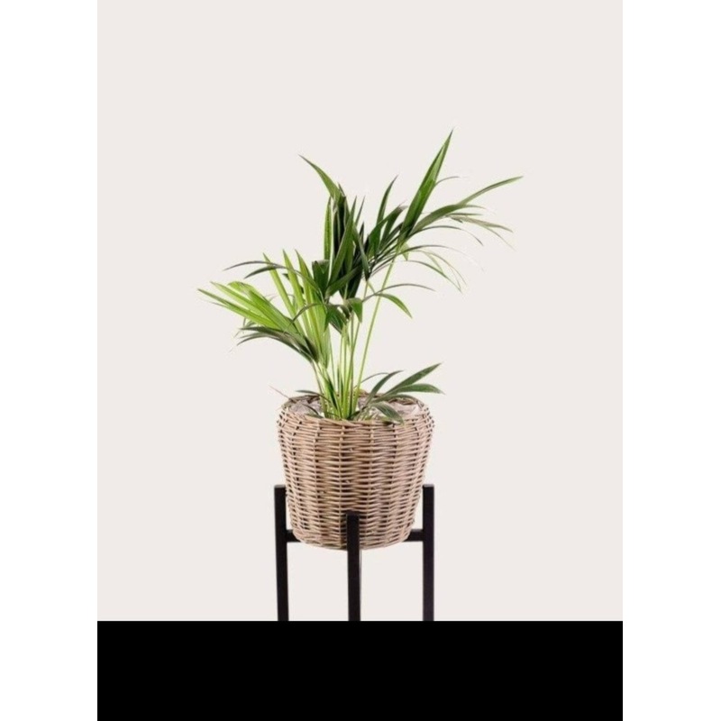 Buy Rattan Plant Pot MyDeal