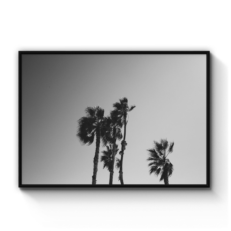 Buy Black and White Palm Tree Photograph Wall Art MyDeal