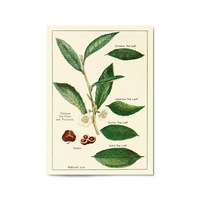 Green Tea Botanical Drawing Kitchen Wall Art