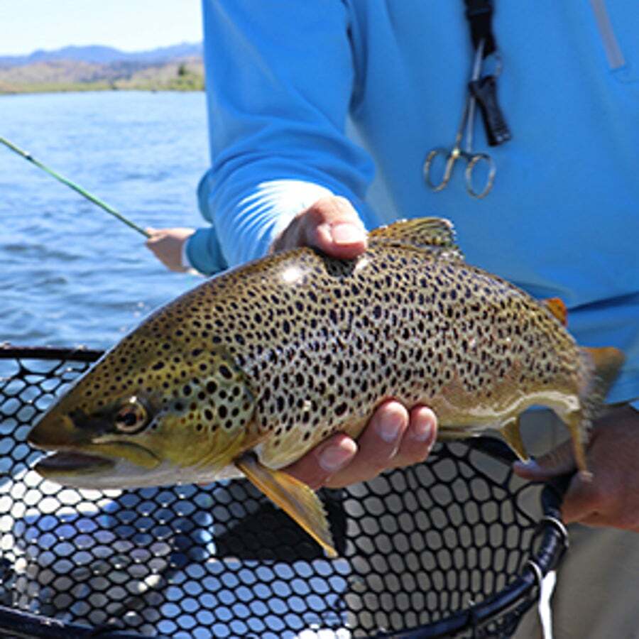 description_300-pcs-octopus-circle-fishi