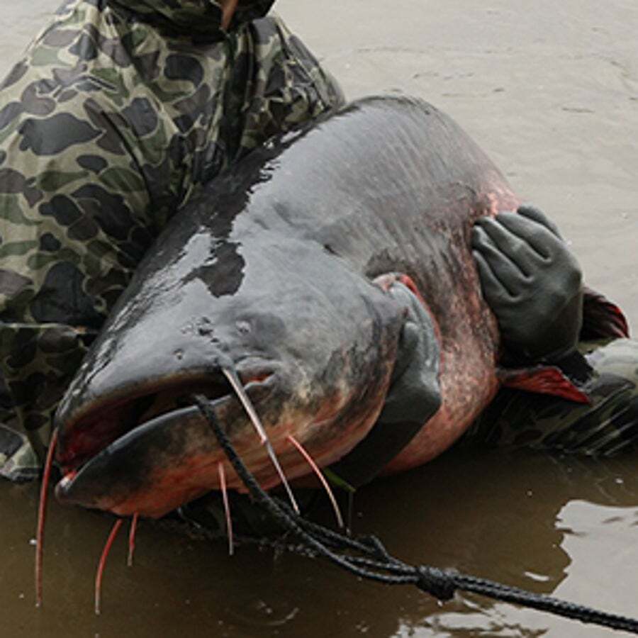 description_300-pcs-octopus-circle-fishi