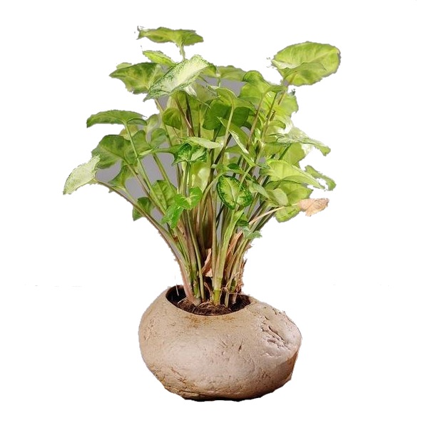 Image 9