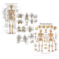 Human Body System Poster Anatomy Chart Educational Home Hangings Featuring Hd Anatomical Models