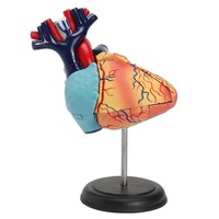 4D Anatomical Human Heart Structural Models Anatomy Medical Teaching School