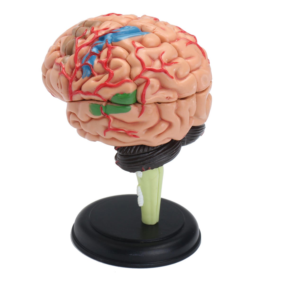 4D Disassembled Anatomical Human Brain Model Anatomy Scientific Medical Teaching Tool