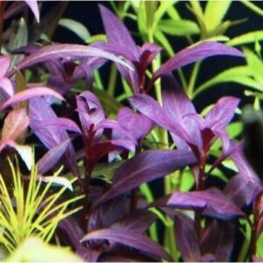 sessilis aquarium plant