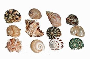 Hermit Crab Spare Shell - Regular - Large