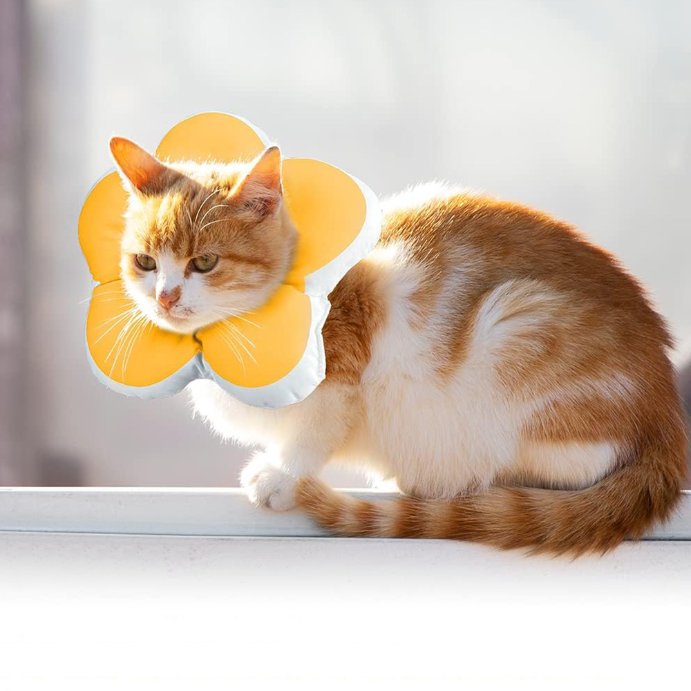 Image 22