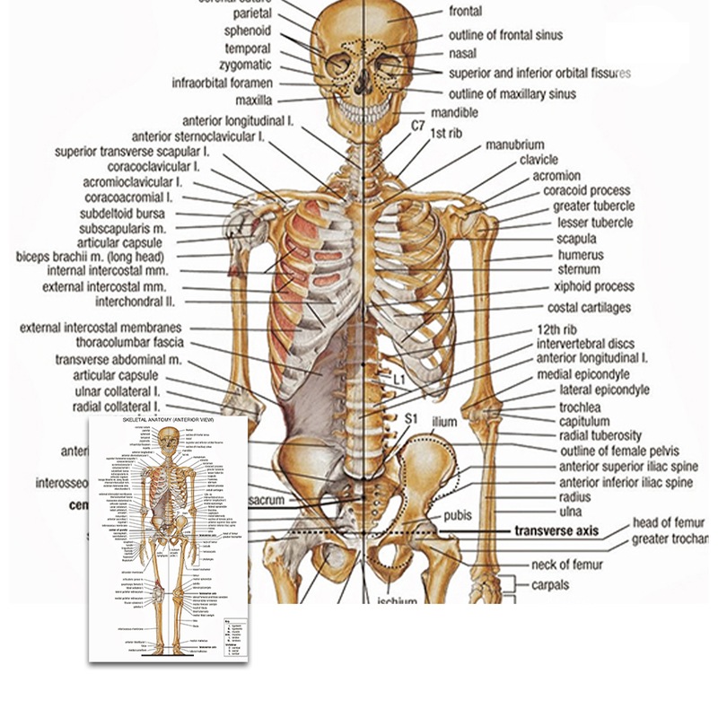 Buy Human Body System Poster Anatomy Chart Educational Home Hangings ...