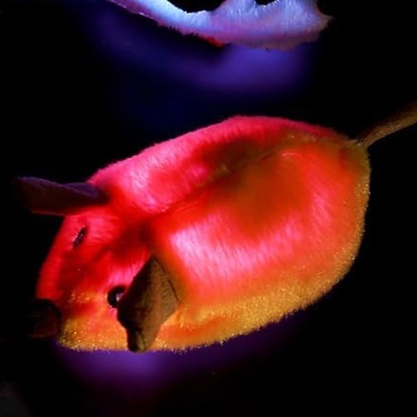 Image 8