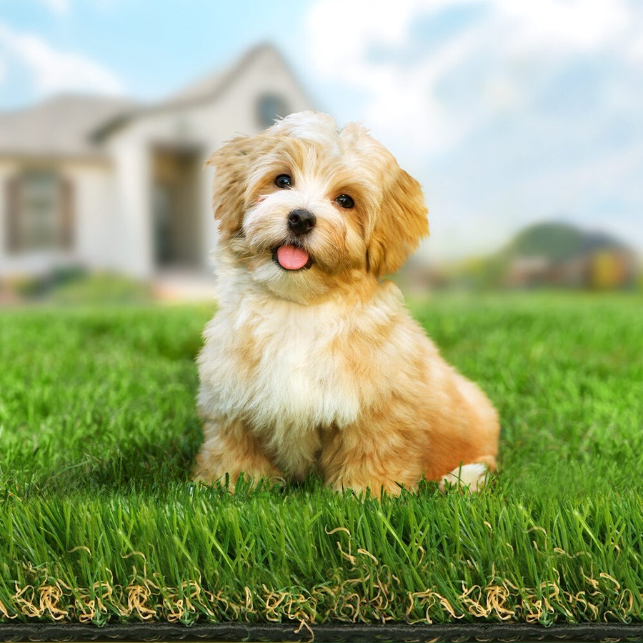 2mx5m OTANIC Artificial Grass 45mm 10sqm Synthetic Turf Gloss Fake Lawn