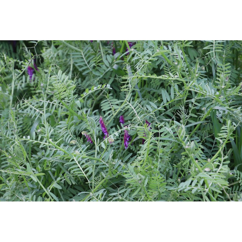 Buy Woolly Pod Vetch (Hard Seeded) - MyDeal