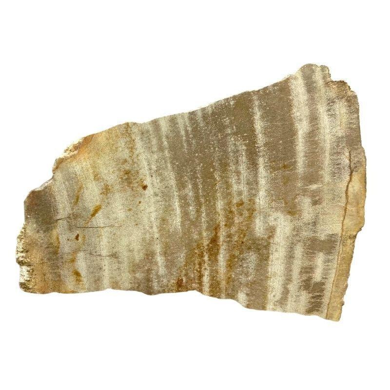 Buy Petrified Wood Unique Piece (169cm) 650grams MyDeal