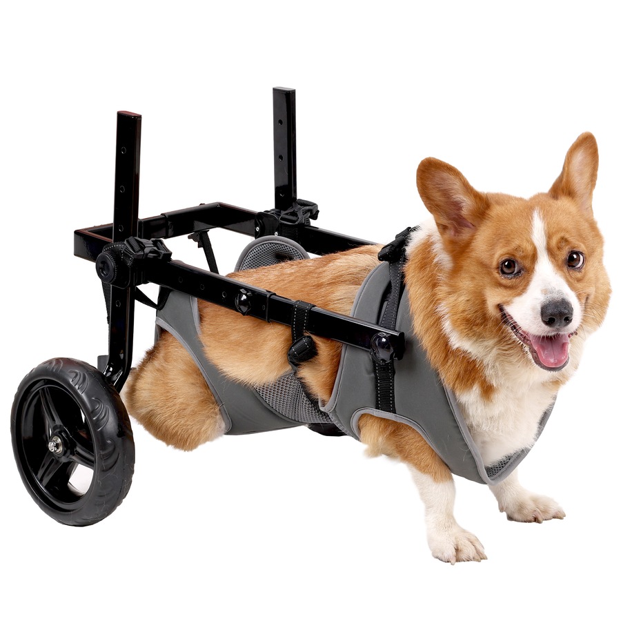 Advwin Medium Dog Wheelchair for Back Legs Mobility Support Lightweight Pet Wheelchair