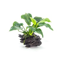 Anubia On Driftwood Mini Assorted