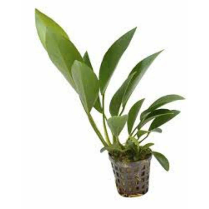 Buy Assorted Anubias In 5Cm Pot - Live Plant - Anubia - MyDeal