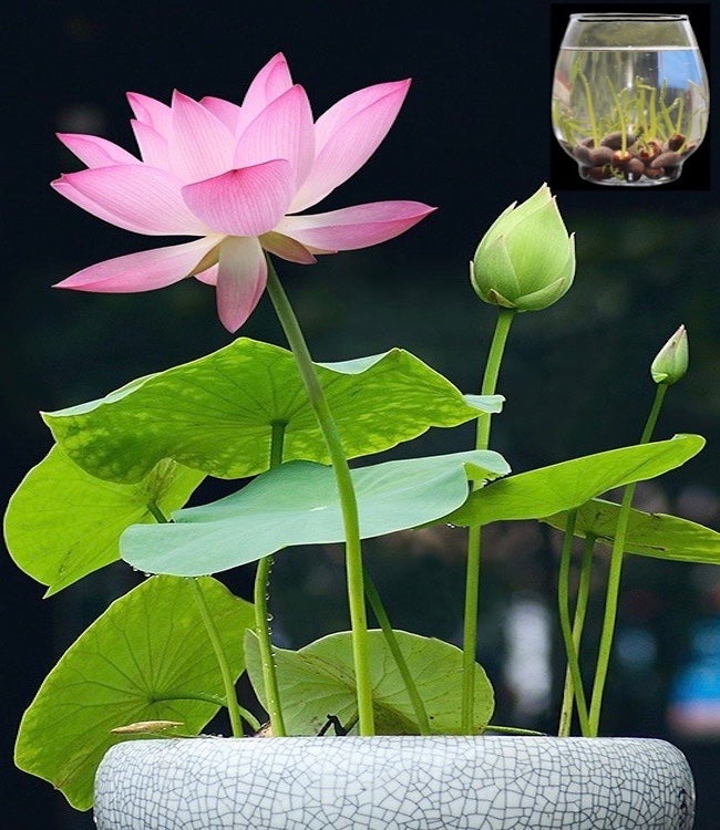 Aquatic Plants Mini Bowl Lotus Seeds Hydroponic Plants Bonsai Seeds 10Pcs